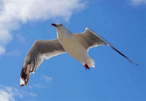 夢見鳥飛走